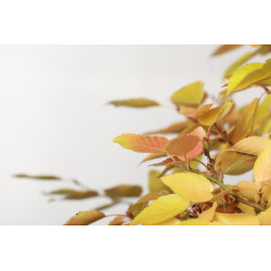 Carpinus turczaninovii - B2678