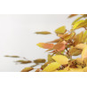 Carpinus turczaninovii - B2678