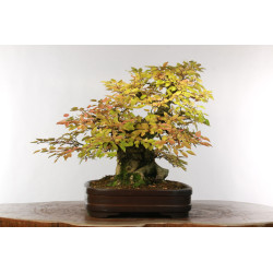 Carpinus turczaninovii - B2678