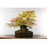 Carpinus turczaninovii - B2678