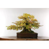 Carpinus turczaninovii - B2678