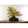 Carpinus turczaninovii - B2678