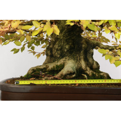 Carpinus turczaninovii - B2678