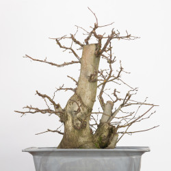 Carpinus betulus - B2784