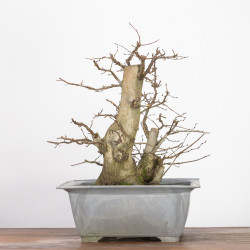 Carpinus betulus - B2784