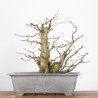 Carpinus betulus - B2784