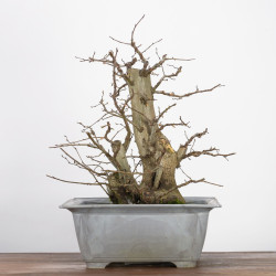 Carpinus betulus - B2784
