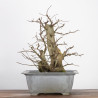 Carpinus betulus - B2784