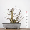 Carpinus betulus - B2784
