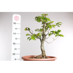 Fagus sylvatica - Y0560
