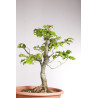 Fagus sylvatica - Y0560