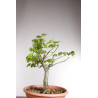 Fagus sylvatica - Y0560