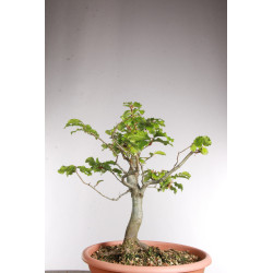 Fagus sylvatica - Y0560