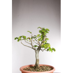 Fagus sylvatica - Y0560