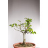 Fagus sylvatica - Y0560