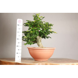 Fagus sylvatica - Y0056