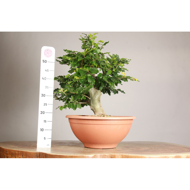 Fagus sylvatica - Y0056