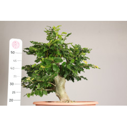 Fagus sylvatica - Y0056