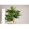 Fagus sylvatica - Y0056