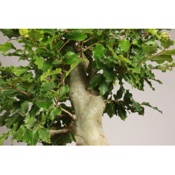 Fagus sylvatica - Y0056