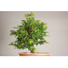 Fagus sylvatica - Y0056