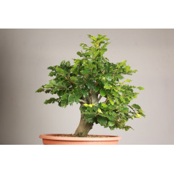 Fagus sylvatica - Y0056