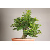 Fagus sylvatica - Y0056