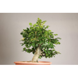 Fagus sylvatica - Y0056