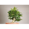 Fagus sylvatica - Y0056