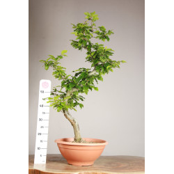 Fagus sylvatica - Y0071