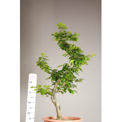 Fagus sylvatica - Y0071