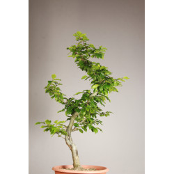 Fagus sylvatica - Y0071