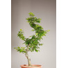 Fagus sylvatica - Y0071