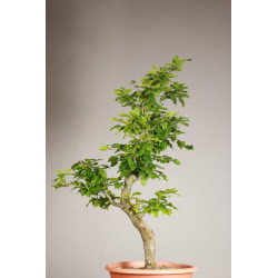 Fagus sylvatica - Y0071