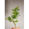 Fagus sylvatica - Y0071