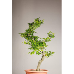 Fagus sylvatica - Y0071