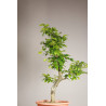 Fagus sylvatica - Y0071