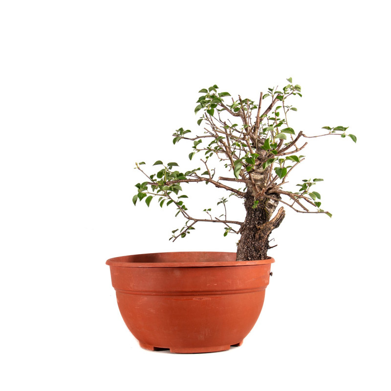 Prunus mahaleb - Y0203