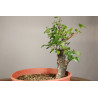 Prunus mahaleb - Y0203