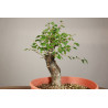 Prunus mahaleb - Y0203