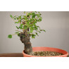 Prunus mahaleb - Y0203