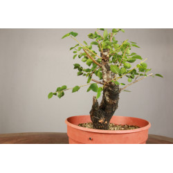 Prunus mahaleb - Y0203
