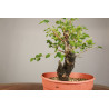 Prunus mahaleb - Y0203