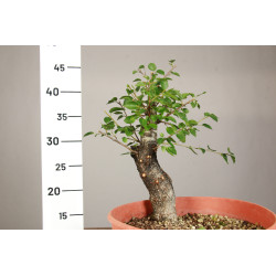 Prunus mahaleb - Y0203
