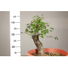 Prunus mahaleb - Y0203