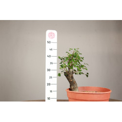 Prunus mahaleb - Y0203