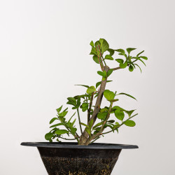 Euonymus - B3201
