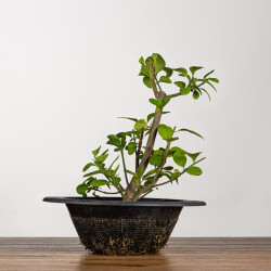 Euonymus - B3201