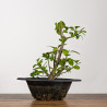Euonymus - B3201