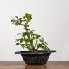 Euonymus - B3201